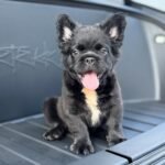 Bear (French Bulldog Puppy)