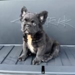 Bear (French Bulldog Puppy) - Image 2