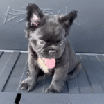 Bear (French Bulldog Puppy) - Image 4