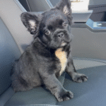Bear (French Bulldog Puppy) - Image 3