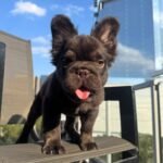 Max (French Bulldog Puppy)