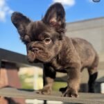 Max (French Bulldog Puppy) - Image 2
