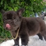 Max (French Bulldog Puppy) - Image 4