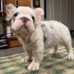 Luna (French Bulldog Puppy) - Image 5