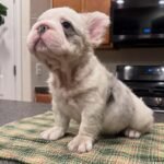 Luna (French Bulldog Puppy) - Image 2