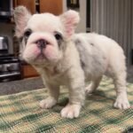 Luna (French Bulldog Puppy)