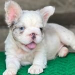 Luna (French Bulldog Puppy) - Image 4