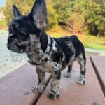 Mathew (French Bulldog Puppy) - Image 4