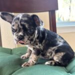 Mathew (French Bulldog Puppy)