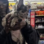 Mathew (French Bulldog Puppy) - Image 2