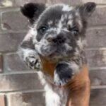 Bella (French Bulldog Puppy) - Image 3