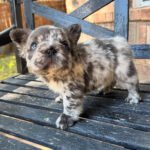 Bella (French Bulldog Puppy)