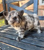 Bella (French Bulldog Puppy)