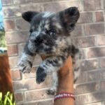 Bella (French Bulldog Puppy) - Image 4