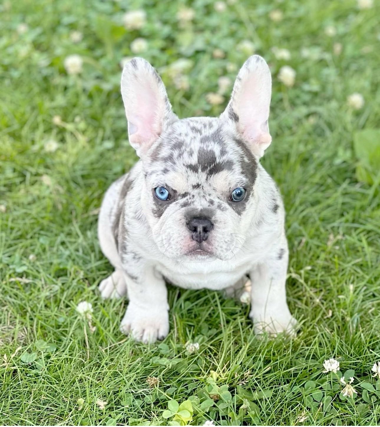 img_0194 Molly - Image 1