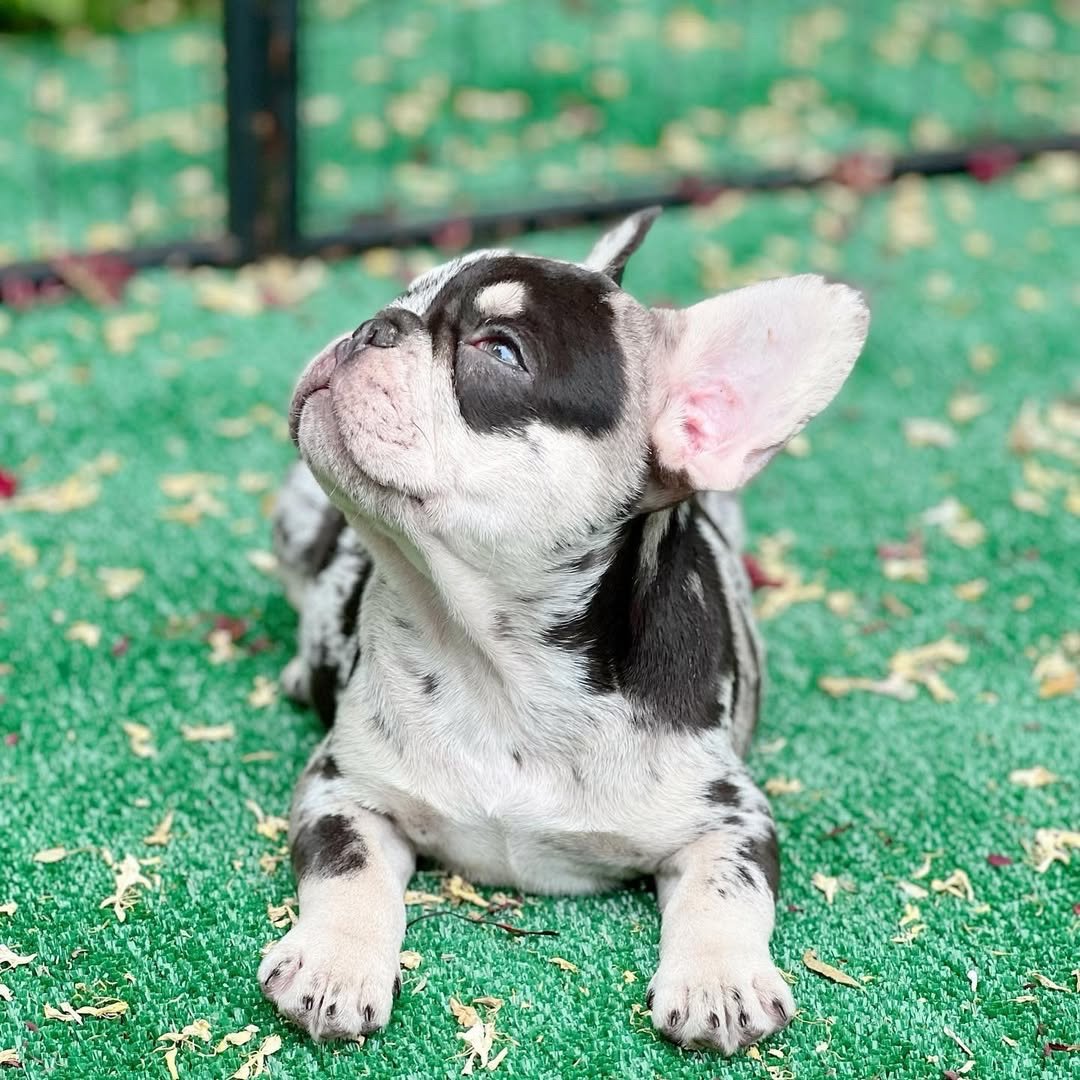 img_0197 Zeus - Image 1