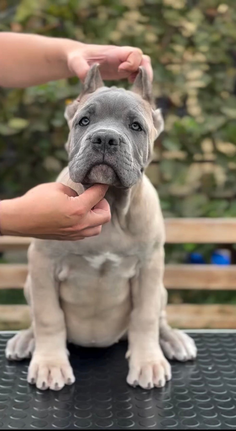 screenshot Brownie - Image 1