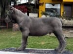 Smokey (cane corso)