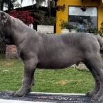 Smokey (cane corso)
