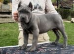 Smokey (cane corso) - Image 3