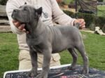 Smokey (cane corso) - Image 2